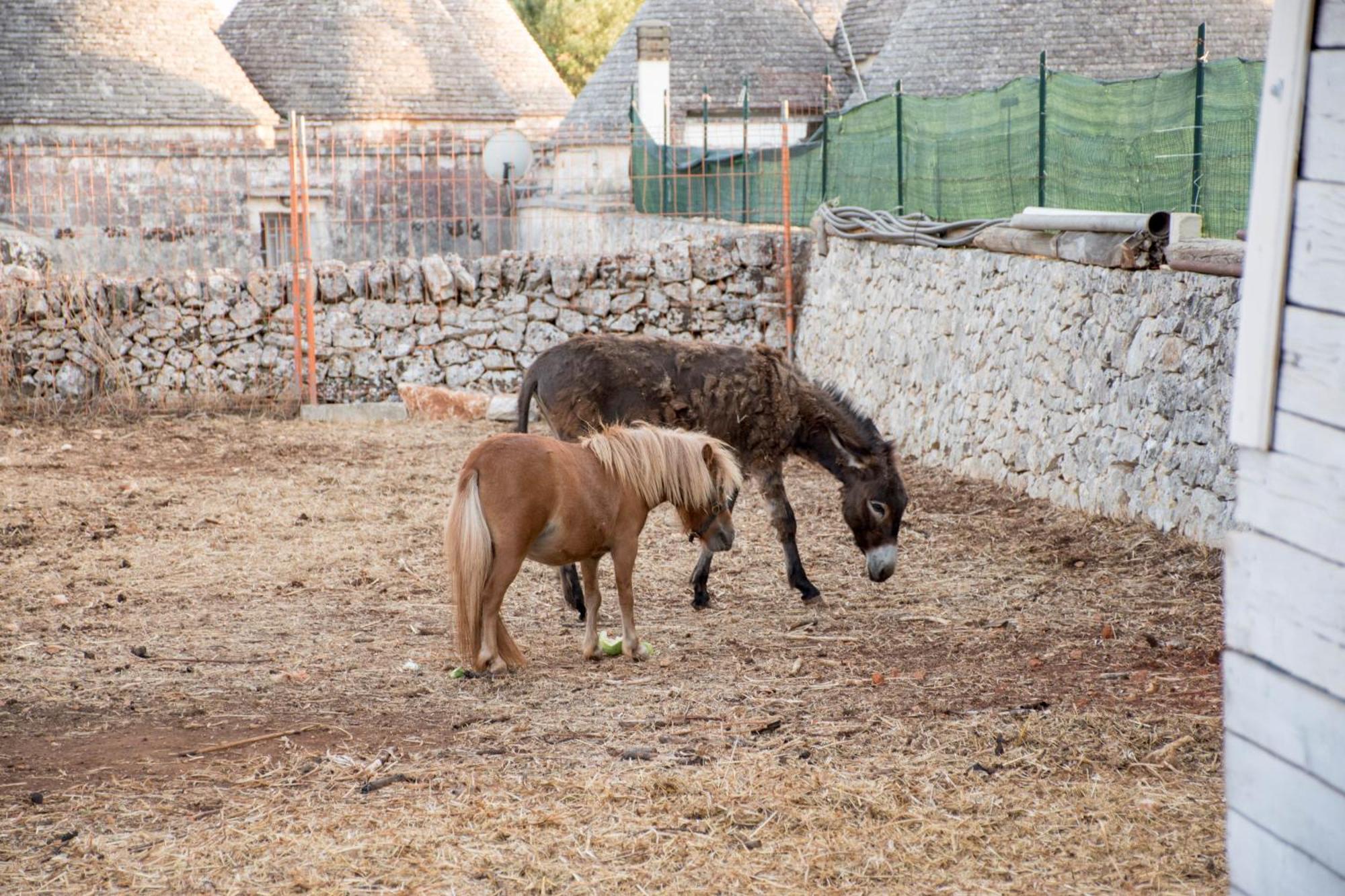 Trullo Cinquenoci Suite Locorotondo Exteriör bild
